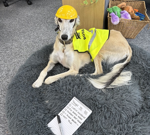 Dash supervising the Magrathea office refurbishment