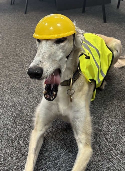 Dash relaxing after supervising the office refurbishment