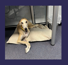 Dash watching attentively on his bed under a desk