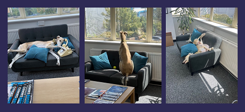 Dash on duty in the office, from the safety of the sofa